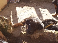 Eliot Sam Des Gardiens d'Aubrac