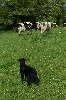 Ewenn Anouka Des Gardiens d'Aubrac