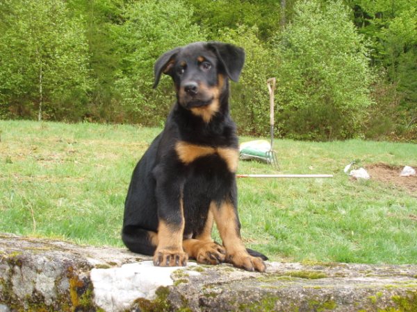 Fiona anouka des Gardiens d'Aubrac
