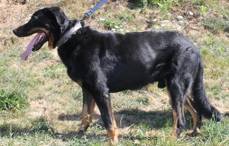 Fendy sam des Gardiens d'Aubrac