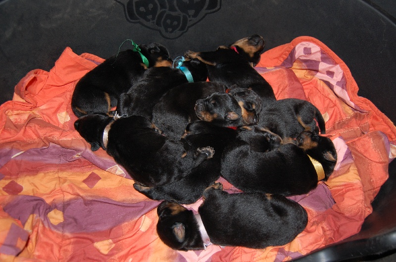 Chiot Berger de Beauce des Gardiens d'Aubrac